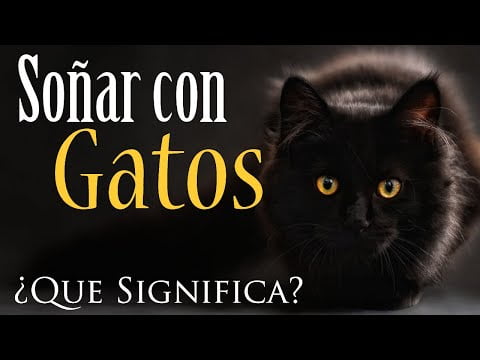 Descubre el significado de soñar con un gato