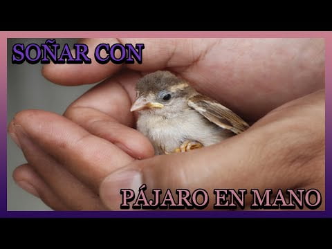 Descubre el significado de los sueños con pájaros