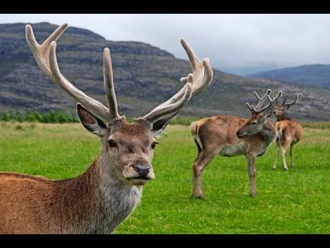 Descubre el significado de soñar con ciervos