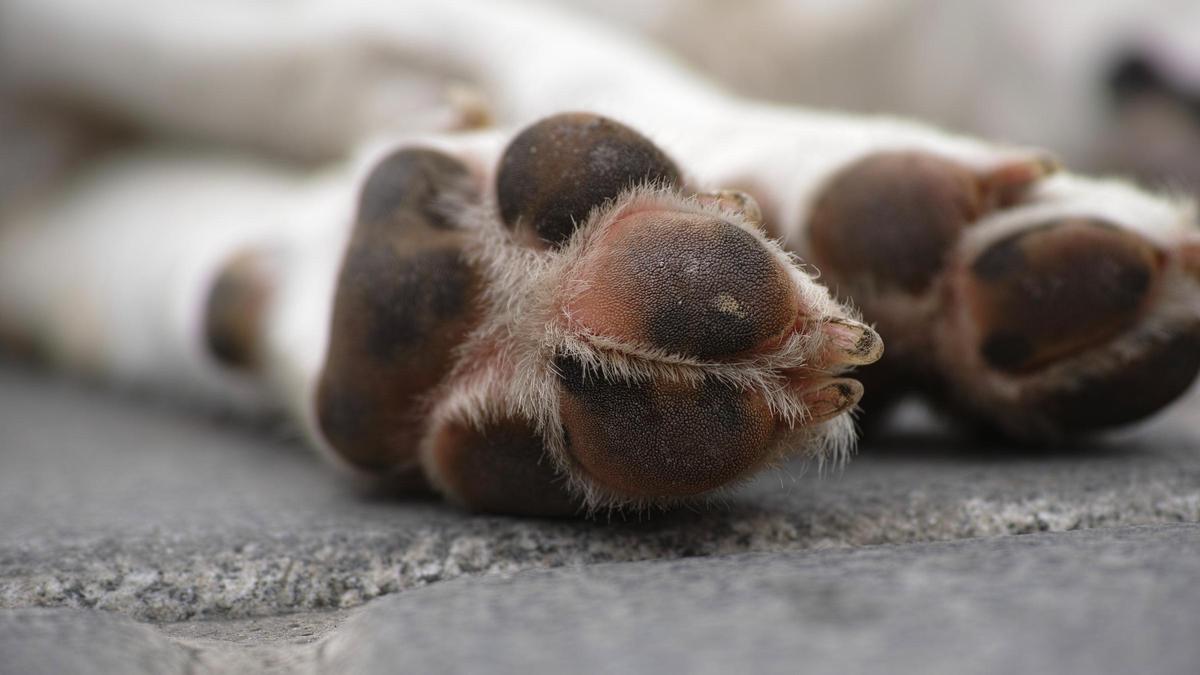 Descubre el sorprendente comportamiento de los perros al lamer y morder sus patas