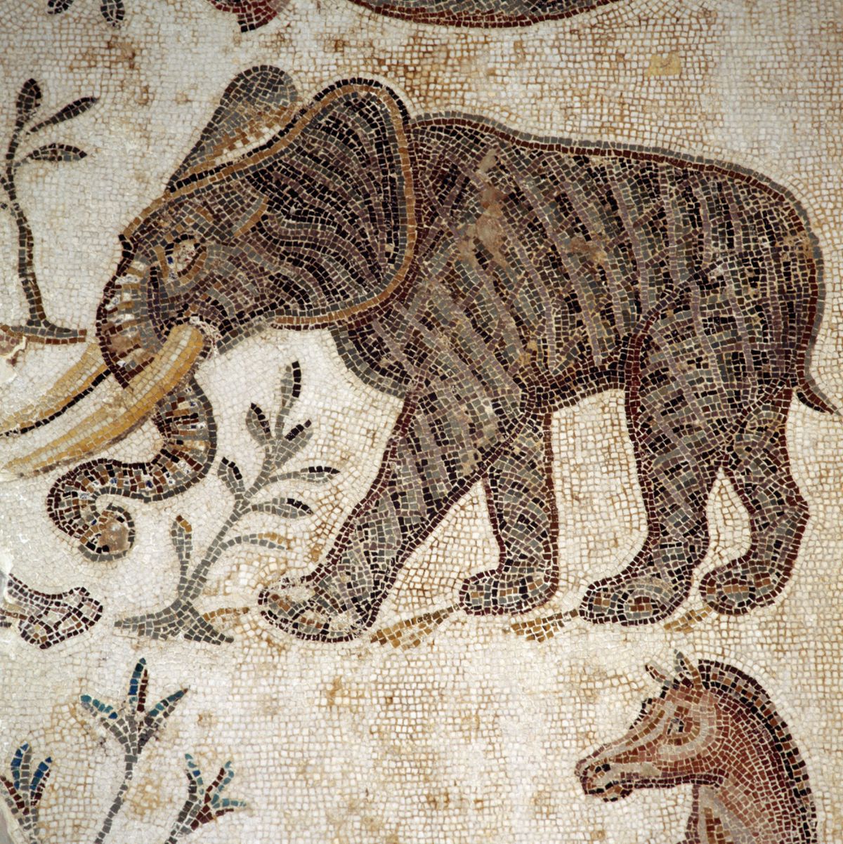 Descubren en Córdoba un elefante de la época de Aníbal Barca y Julio César