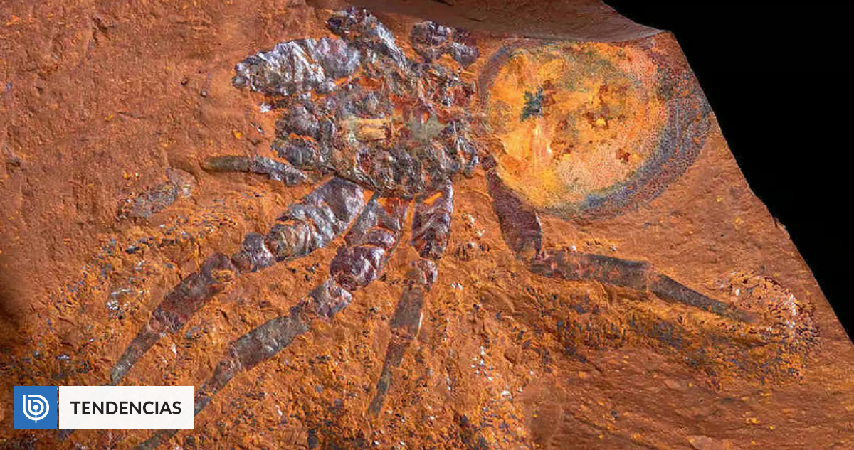 Increíble descubrimiento de un fósil de arácnido gigante en Australia despierta la fascinación de la Paleontología y Aracnología